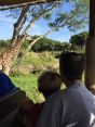 Up close and personal with some giraffes